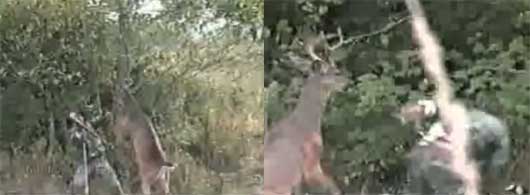 deer gets revenge