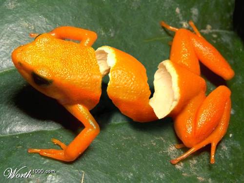 frog orange