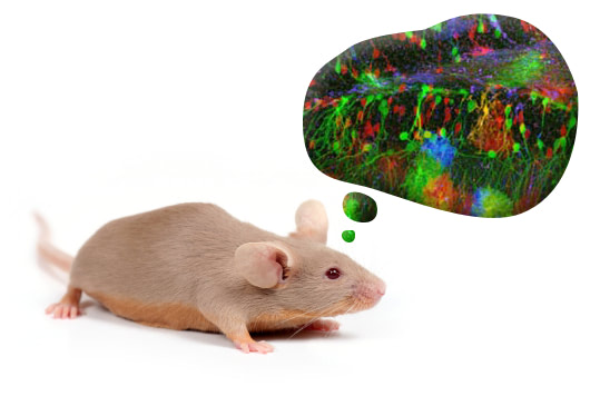 brainbow mouse