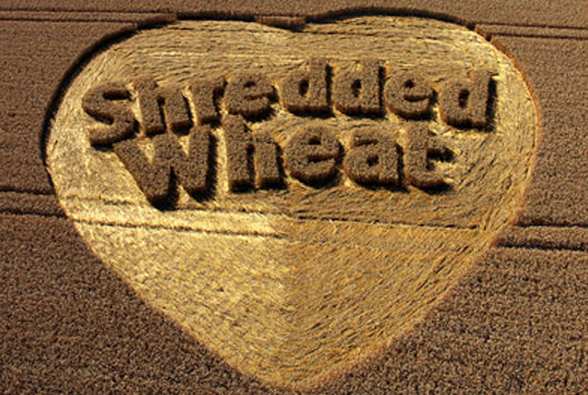 shredded wheat crop