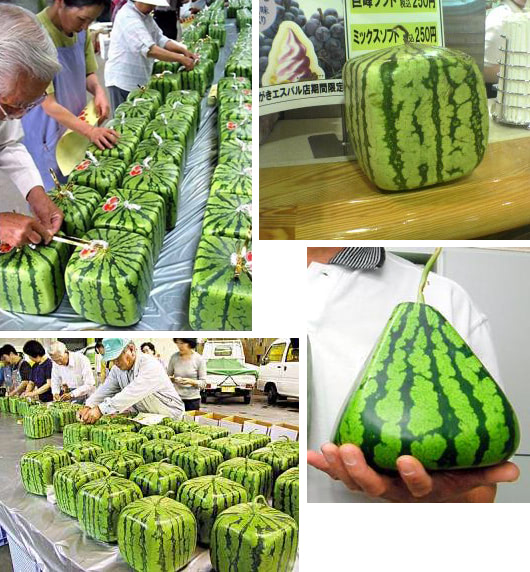 melon collage
