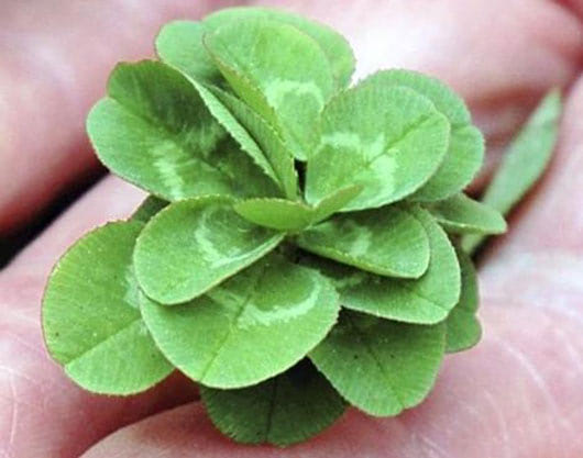 21 leaf clover