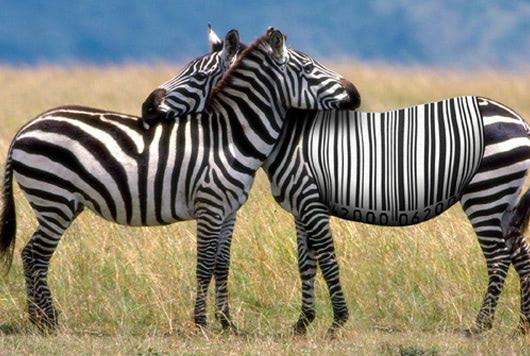 barcode zebra