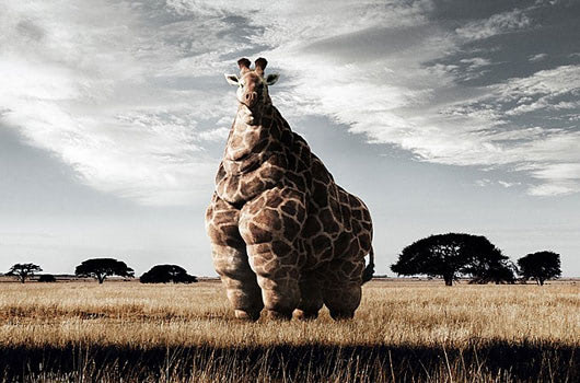 giraffe_amerika.jpg