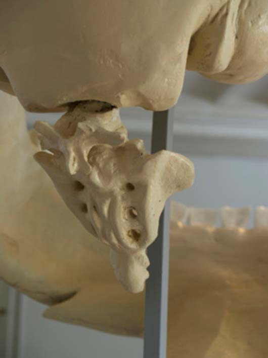PacMan's Skull spine