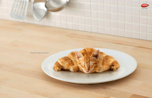 croissant cat