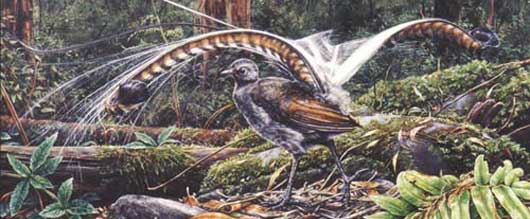 Supreme Lyrebird: the copypaste bird