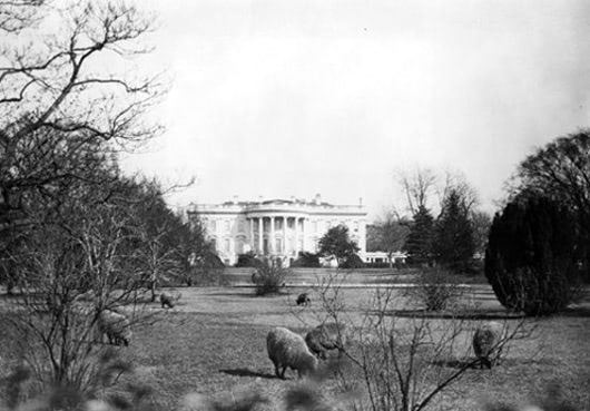 white house lawn with sheep