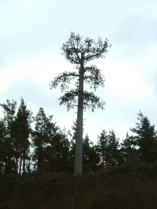 antenna tree mast