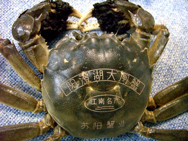 Hairy Crab