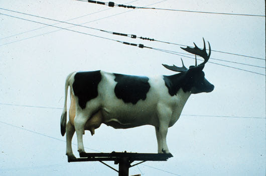 cow on a pole
