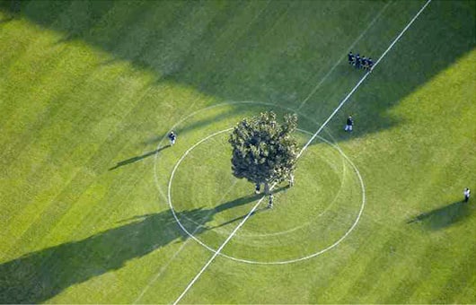 soccer tree 04