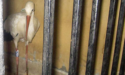 A stork is held in a police station in Egypt on suspicion of spying. Photograph: AP