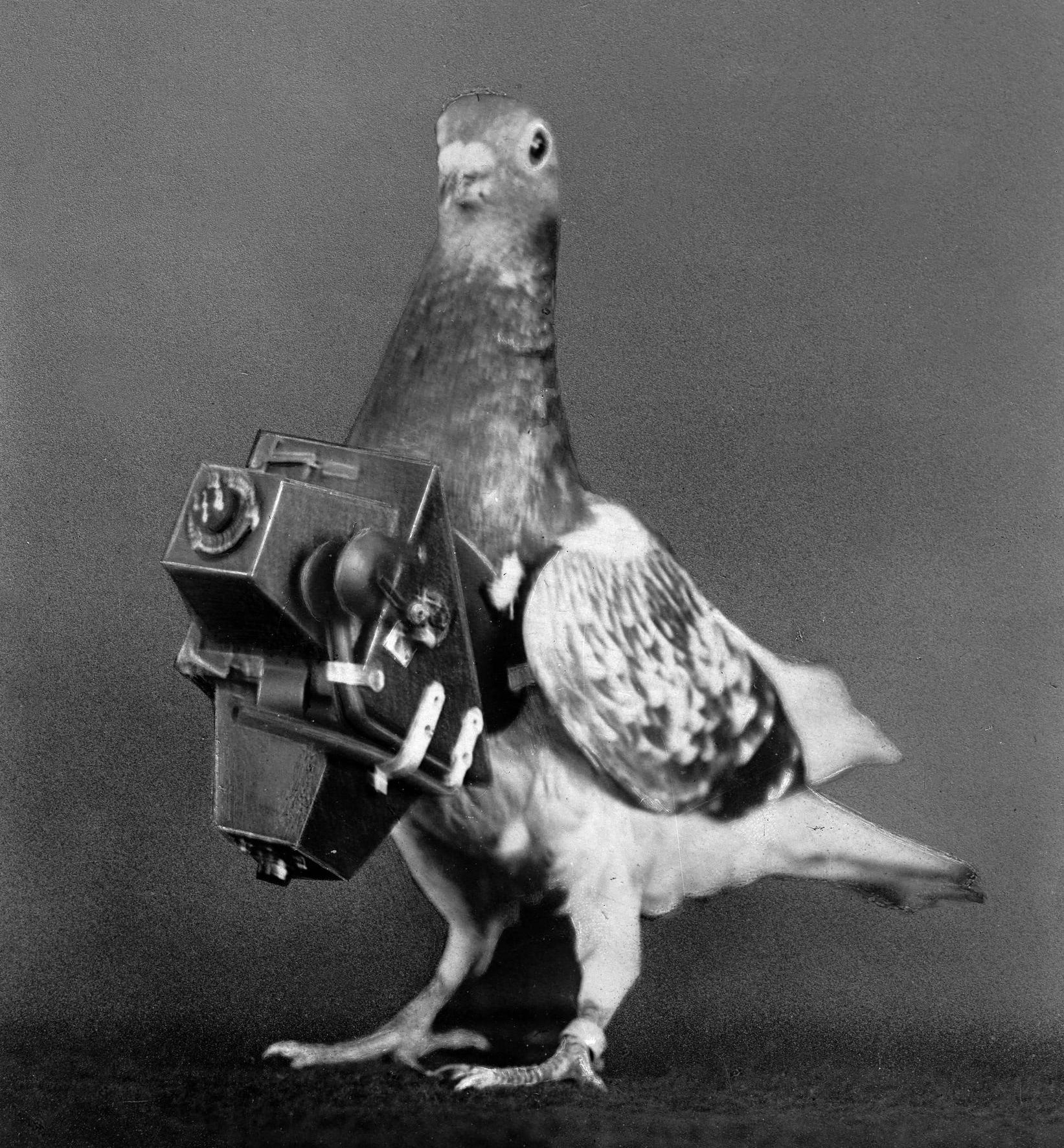From 1908, pigeons were fitted with cameras to take aerial photos. Photograph: Boyer/Roger Viollet/Getty 