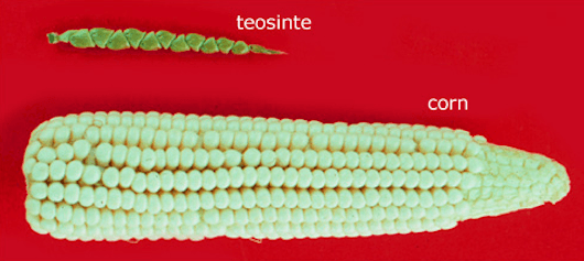 corn vs. teosinte