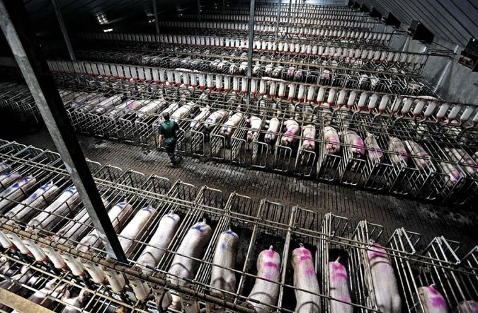 gestation crates with sows