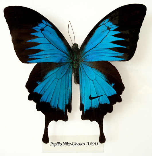 Visual of Branded Butterfly Wings