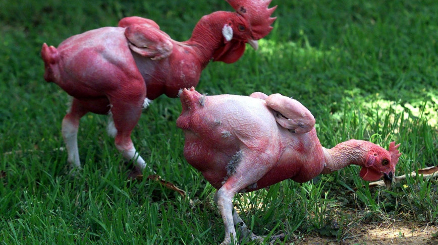 Visual of Featherless Chicken