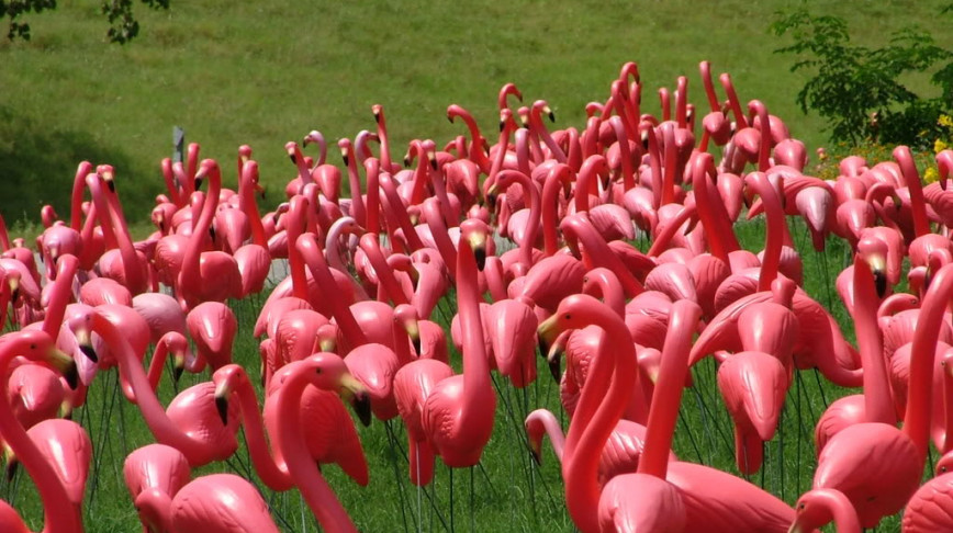 Visual of Plastic Flamingos Saved From Extinction