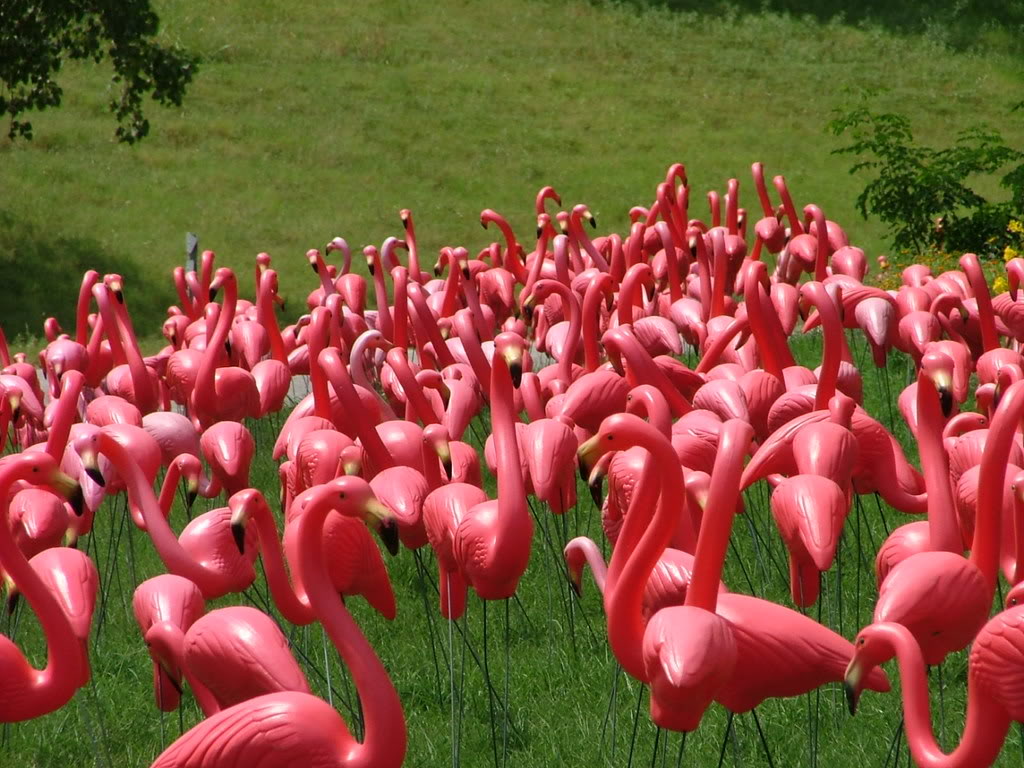 Visual of Plastic Flamingos Saved From Extinction