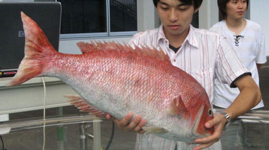 Visual of Robotic Red Snapper