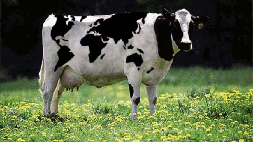 Visual of World Cow