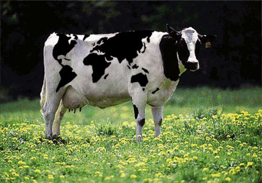 Visual of World Cow
