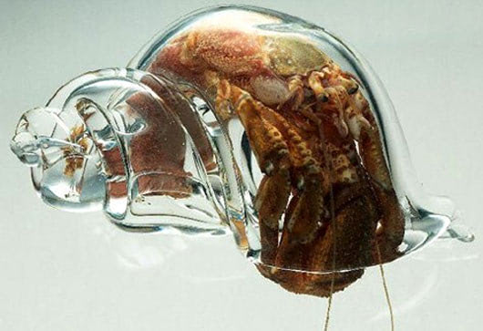 Visual of A hermit crab in a glass house