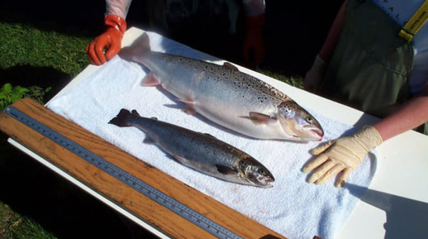Visual of Genetically Modified Salmon moves to Kitchen Table