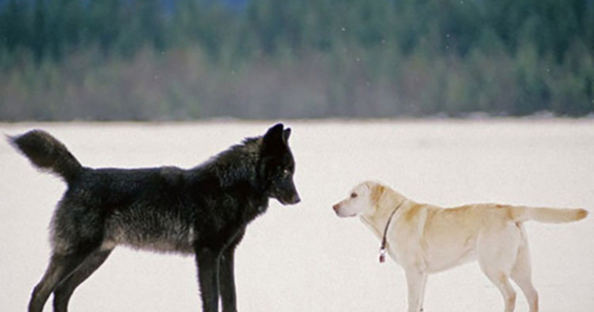 What Is A Black Wolf Hybrid