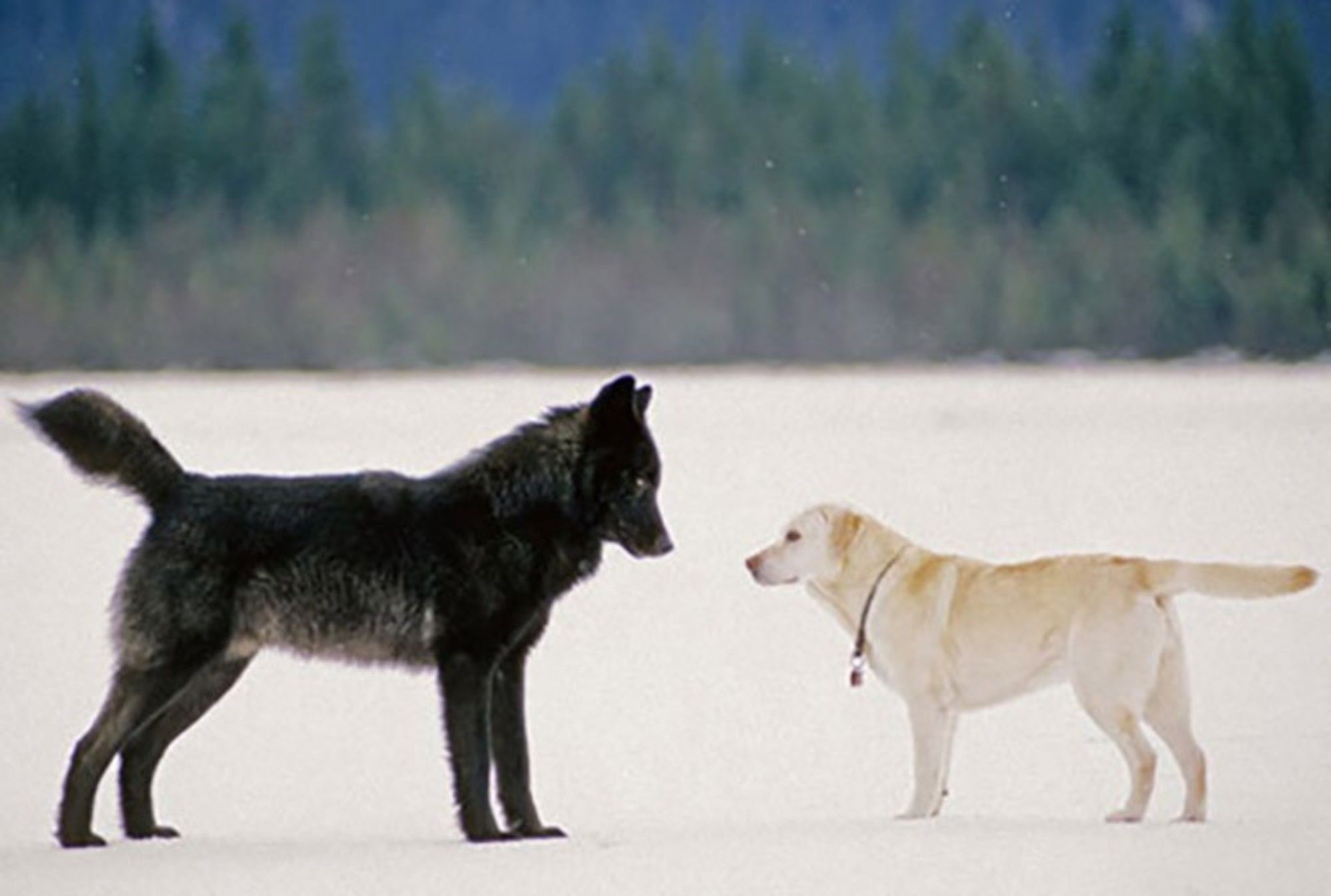 Visual of Black Wolves Have Dogs to Thank