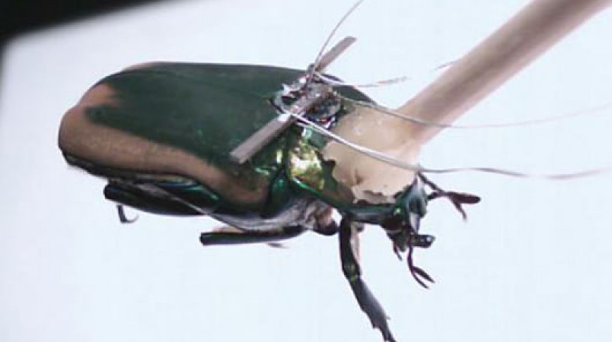 Visual of Bugged Bugs