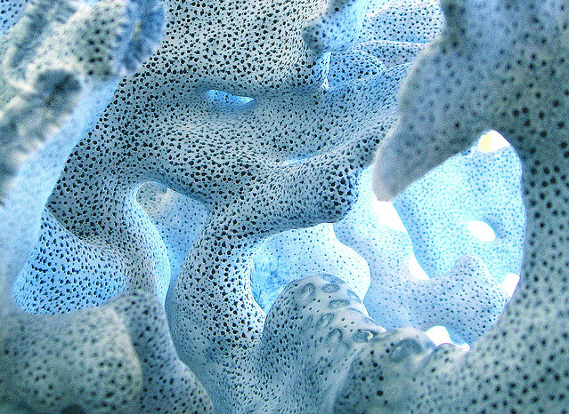 Visual of Growing Cement like Coral