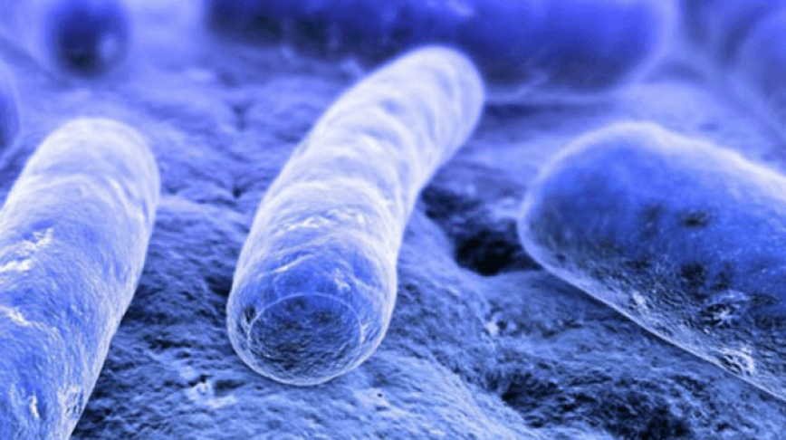Visual of Social Microbial life