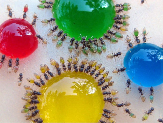 Visual of The Amazing Technicolor Dream Ant