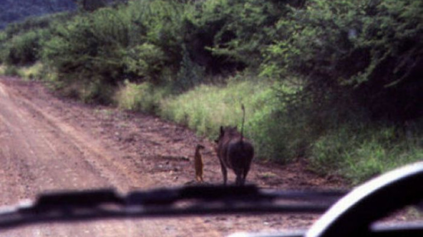Visual of Timon and Pumbaa