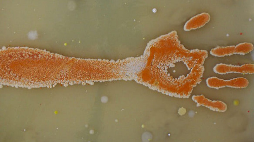Visual of Bacteria 