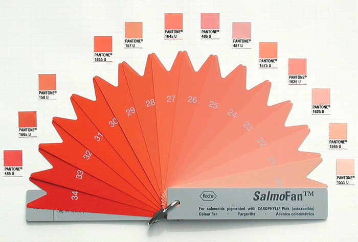 Visual of Dyeing Salmon Pink for Farms and Profit