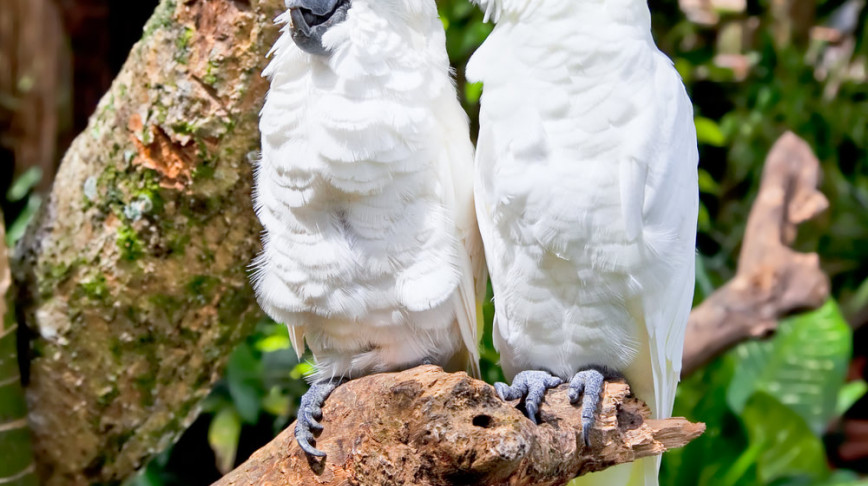 Visual of Escaped Pet Birds Teach Wild Cockatoos how to Talk