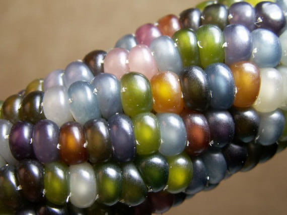 Visual of Glass Gem Corn Looks Like Jewelry