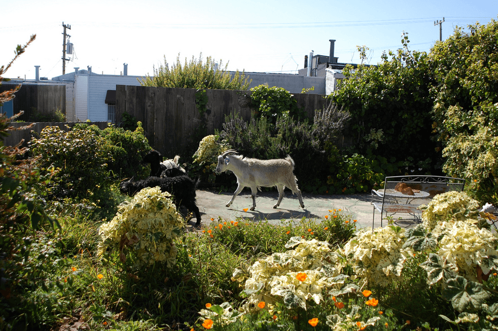 Visual of Goats Replace Lawnmowers in San Francisco