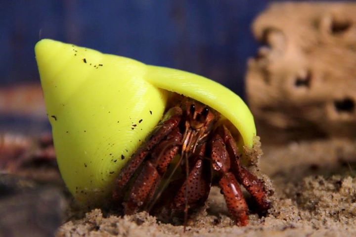Visual of Hermit Crabs Can Live Like Kings Again
