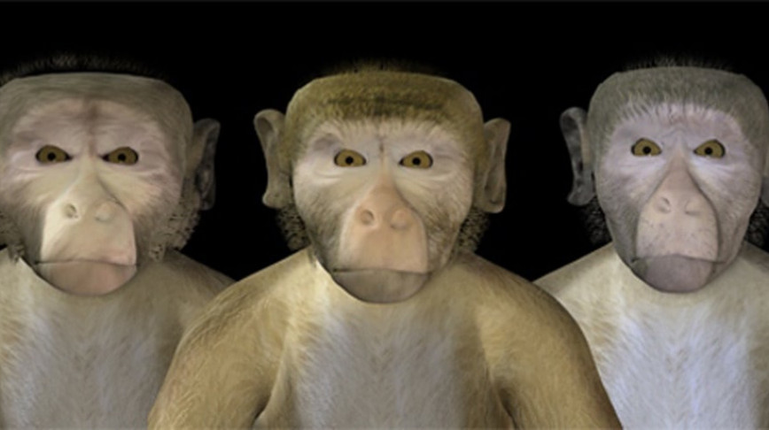 Visual of Monkeys Fall into the 'Uncanny Valley' Too