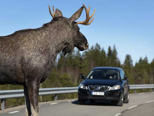 Visual of New Volvo Recognizes Shapes of Animals like Deer & Elk to Reduce Crash Impact.