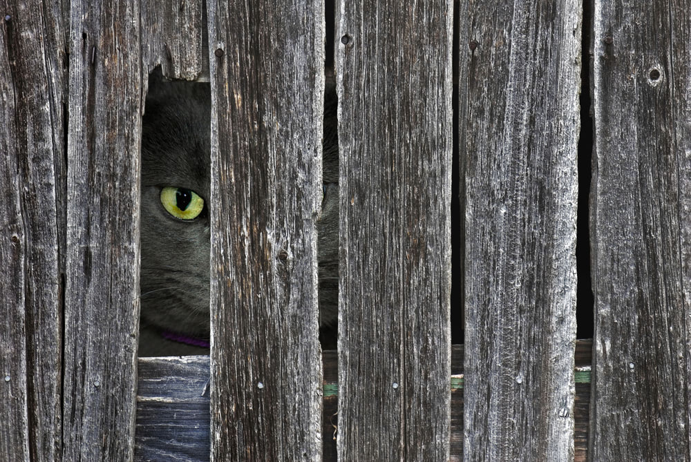 Visual of Animals Mistaken For Spies
