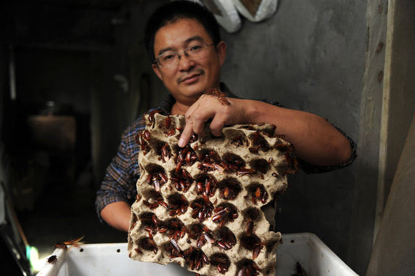 Visual of Cockroach Farms Do Big Business for Food and Pharmaceuticals