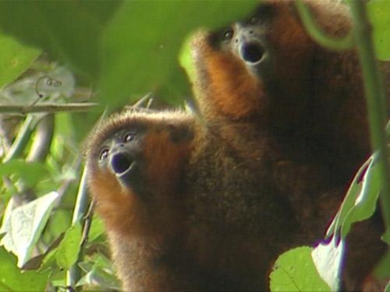 Visual of First Monkey Named after a Website