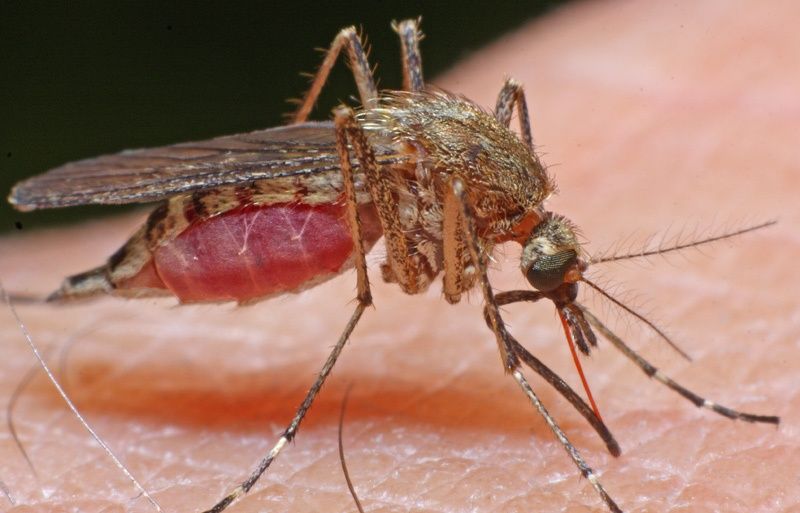 Visual of GM Mosquitoes: No Olfaction, No Sting