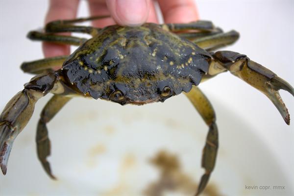 Visual of Invasive Crab Restores Damaged Habitat