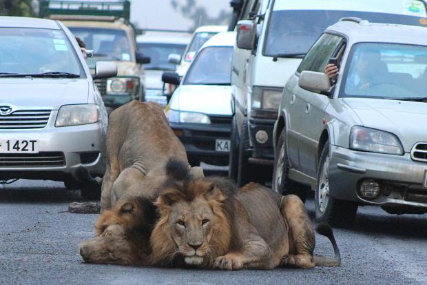 Visual of Lions Relax in Morning Traffic